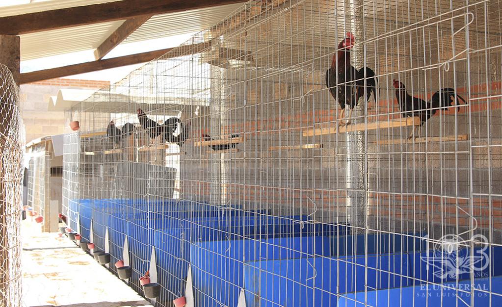 A punto de vencer prórroga de análisis de propuesta que prohíbe peleas de gallos y toros