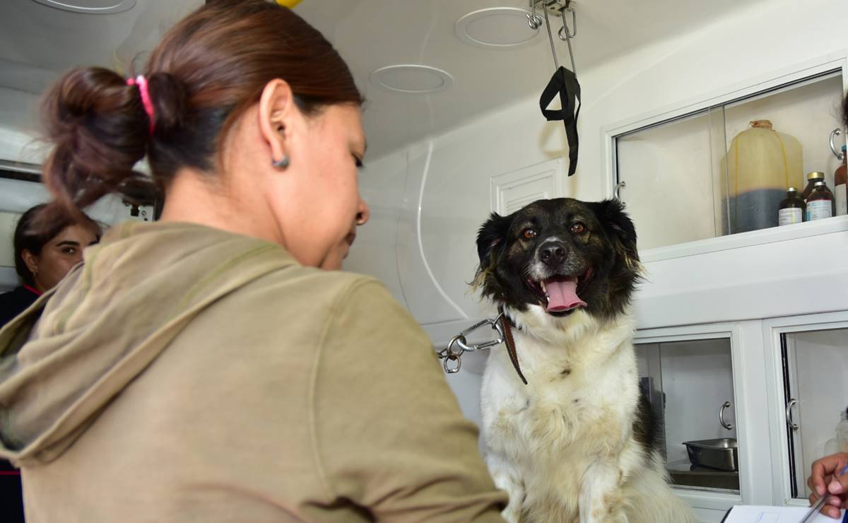 Ayuntamiento de Soledad realizará esterilizaciones gratuitas a perros y gatos