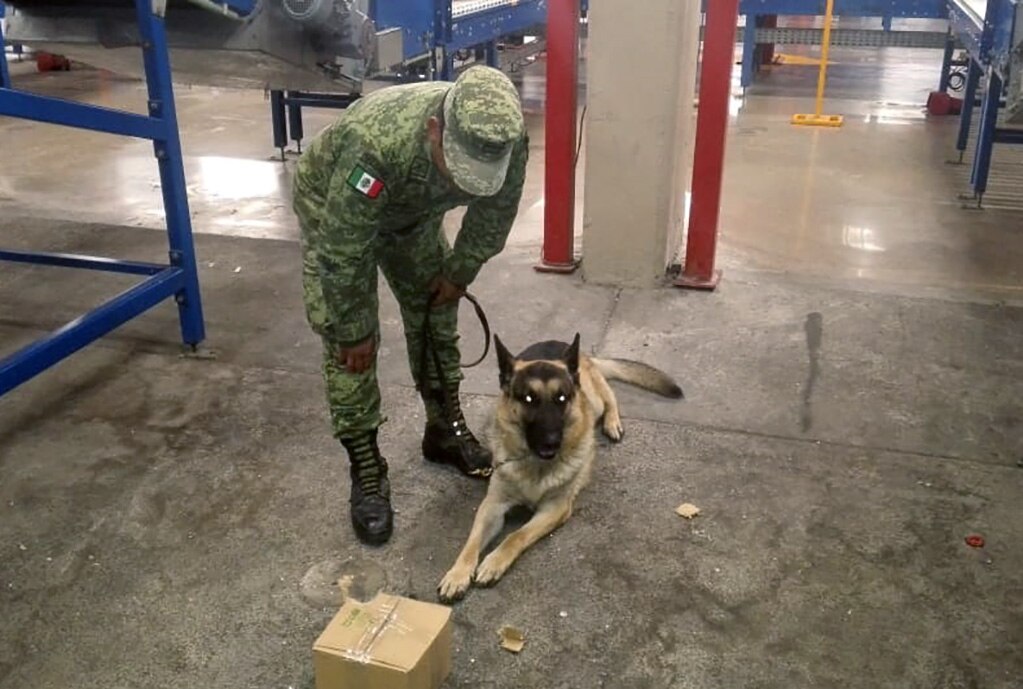 Aseguran dos paquetes de marihuana en aeropuerto de SLP