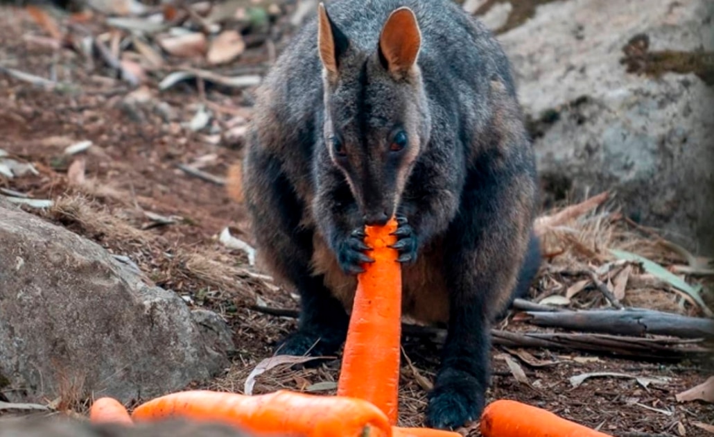 Lanzan zanahorias para animales afectados por los incendios en Australia