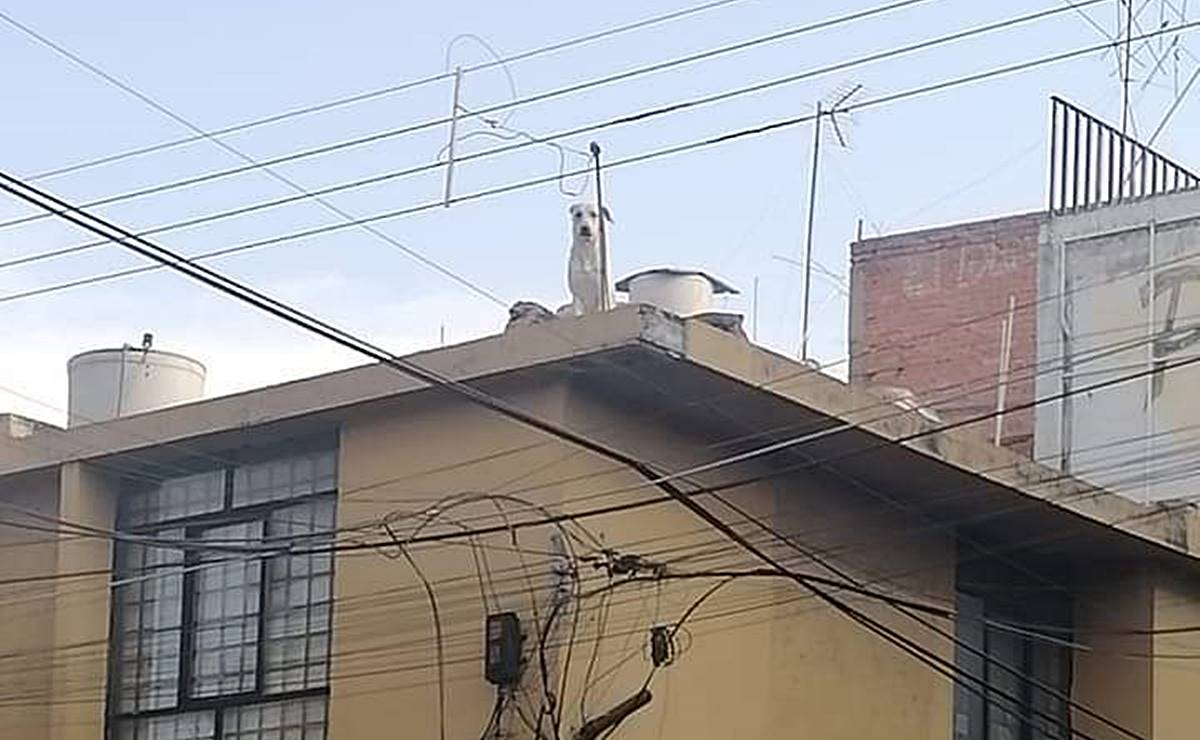 Foto: Tomada de redes