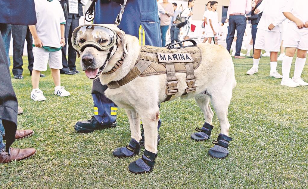 La perrita tiene nueve años de edad y ha participado en 53 rescates