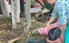 VIDEO: Mujer es captada mutilando un cactus con una piedra en el Centro Histórico de SLP