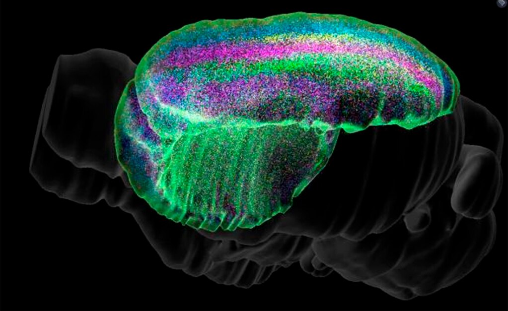 El primer atlas 3D del cerebro