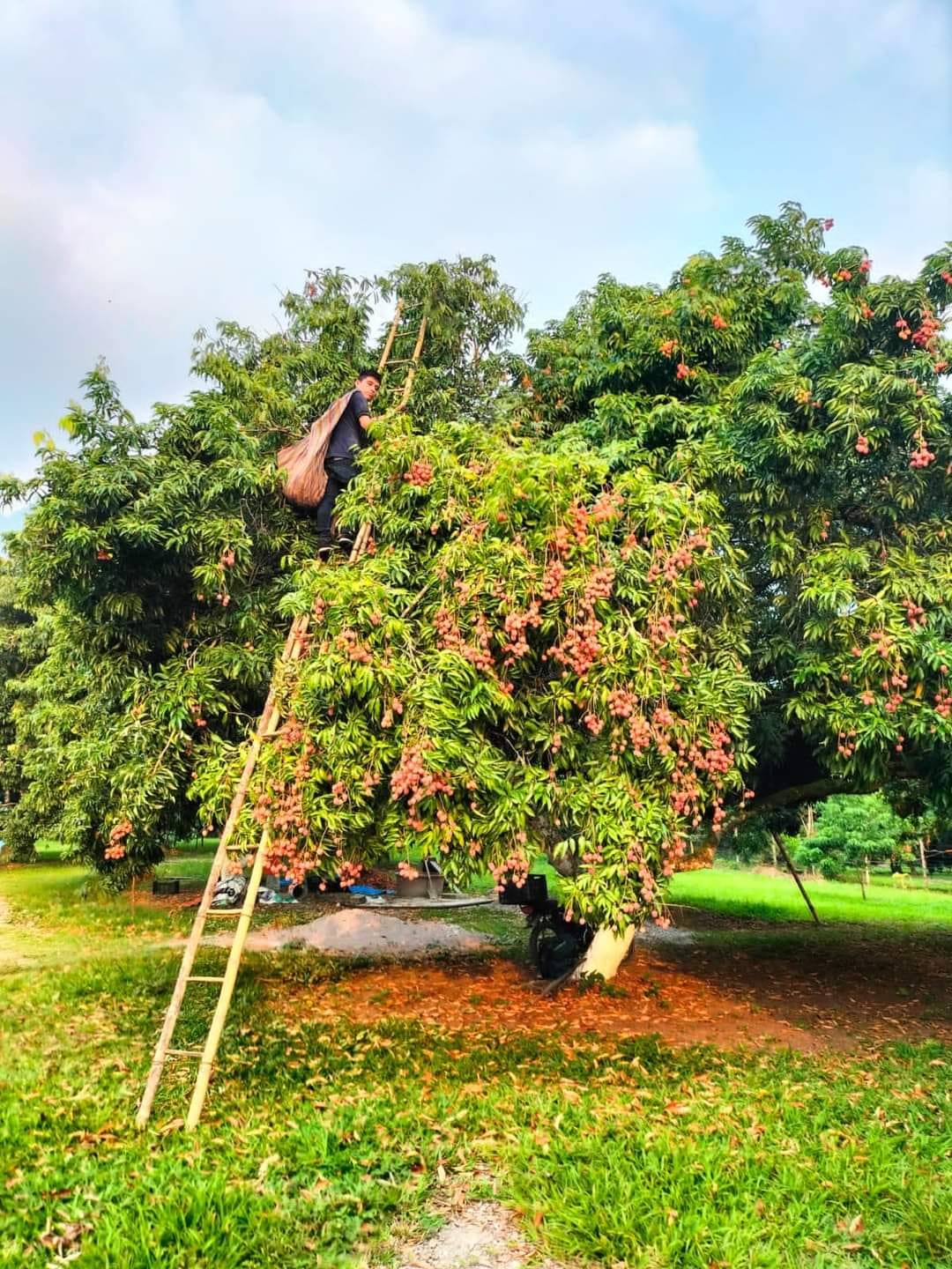 Foto: Redes sociales Huichihuayán Huehuetlán San Luis Potosí