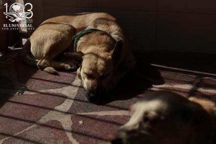 Programa Animal Comunitario en SLP