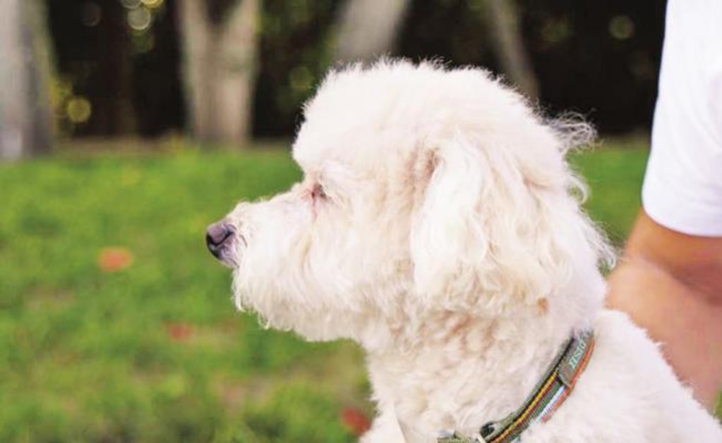 Corte avala cobro de IVA en alimento para mascotas