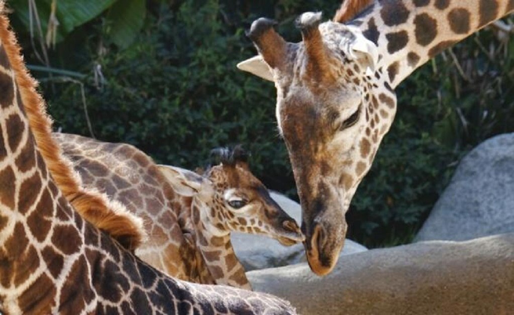La Unión Internacional para la Conservación de la Naturaleza indicó que las jirafas registraron una disminución en su tamaño poblacional. Foto: AP/Richard Vogel