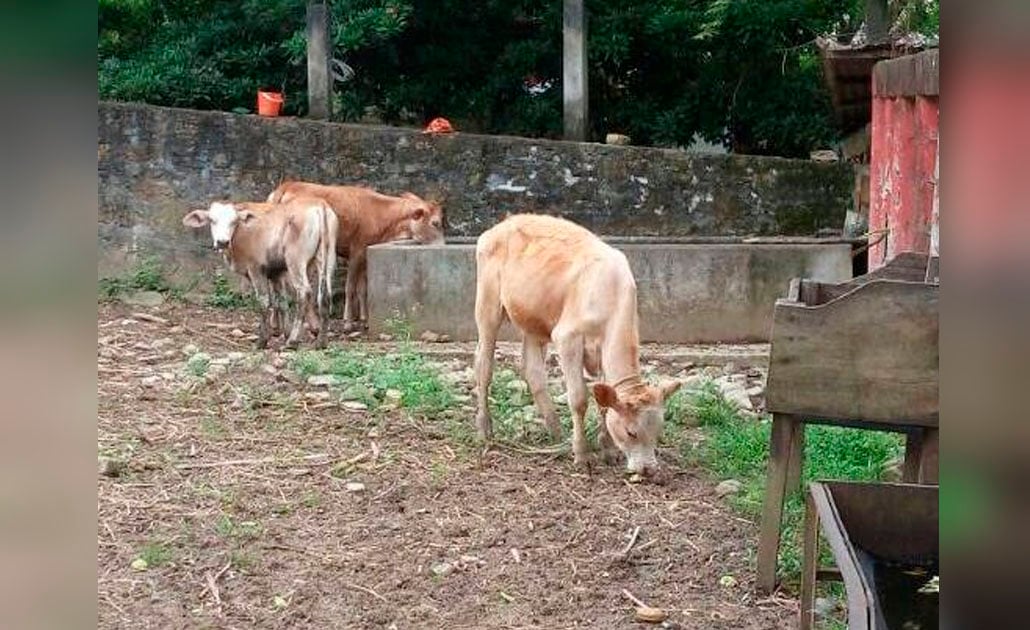 Localizan a tres becerros robados en Tanlajás 