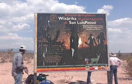 El saqueo incontrolado del peyote y la destrucción cultural wixárika en SLP