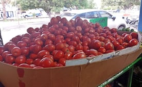 El jitomate vuelve a dar un respiro al bolsillo; su precio cae hasta 75 por ciento en mercados de SLP