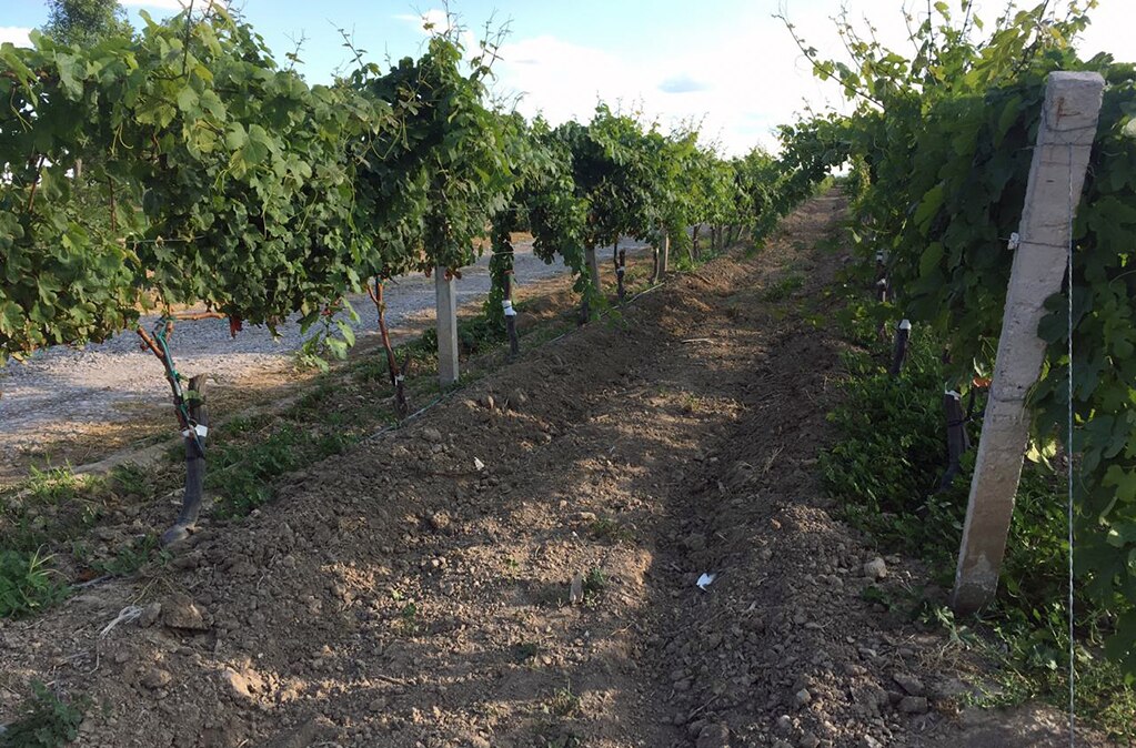 Impulsarán proyecto turístico en viñedos Cava Quintanilla