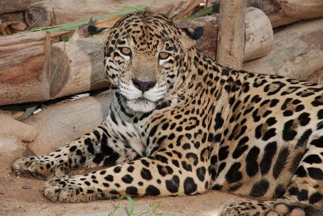 Profepa presentará cargos en contra de ganadero que mató a jaguar en la Huasteca