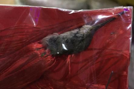 Activistas en SLP llaman a no utilizar colibríes para “amarres” este 14 de febrero