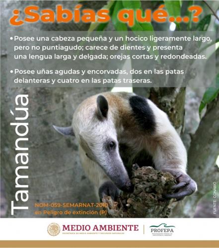 Chofer halla oso hormiguero en camino cañero de Veracruz y lo entrega a refugio de SLP