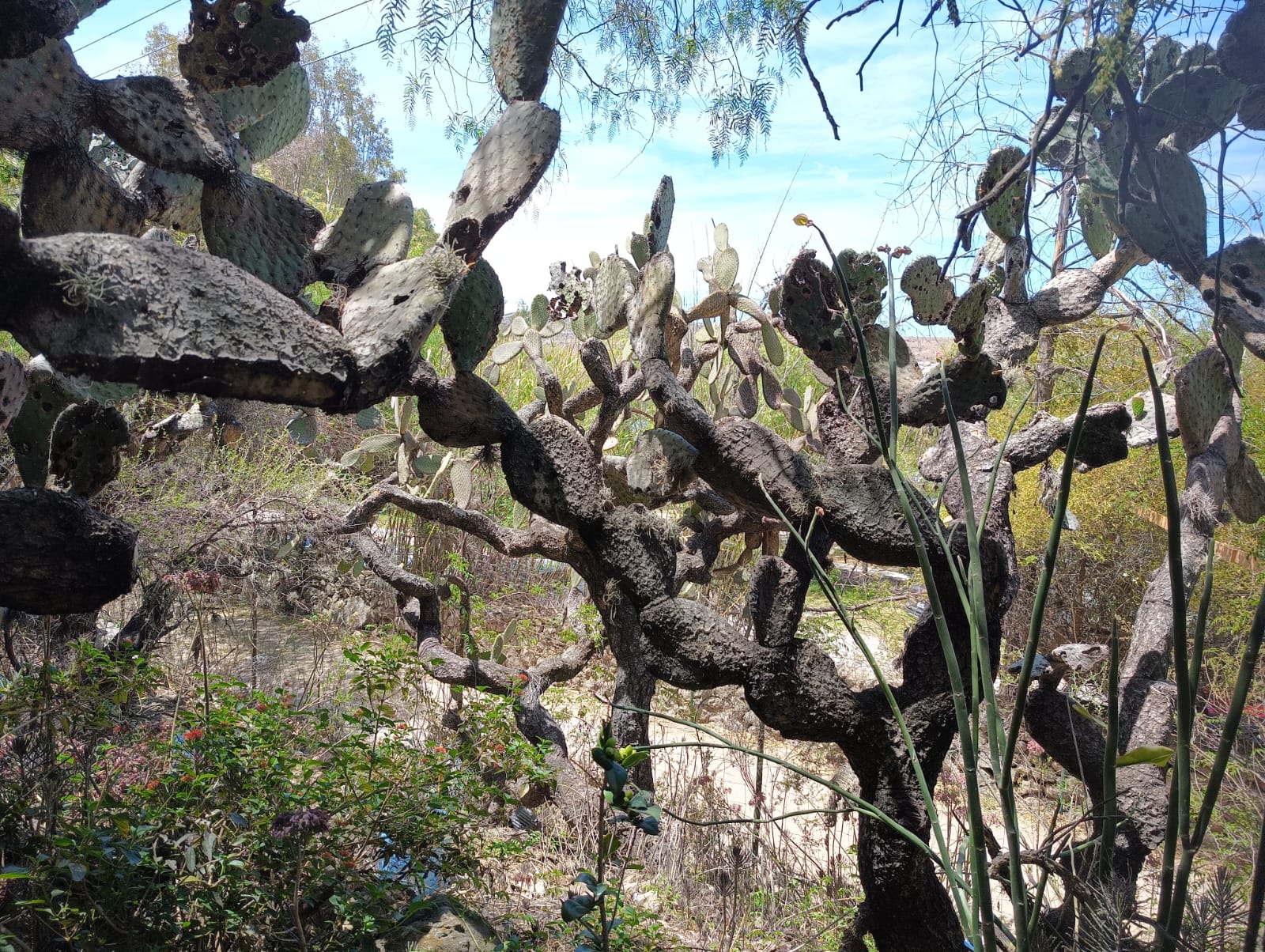 "Festival Morya llega al Zoológico de Mexquitic. Foto: Jazmín Ramírez
