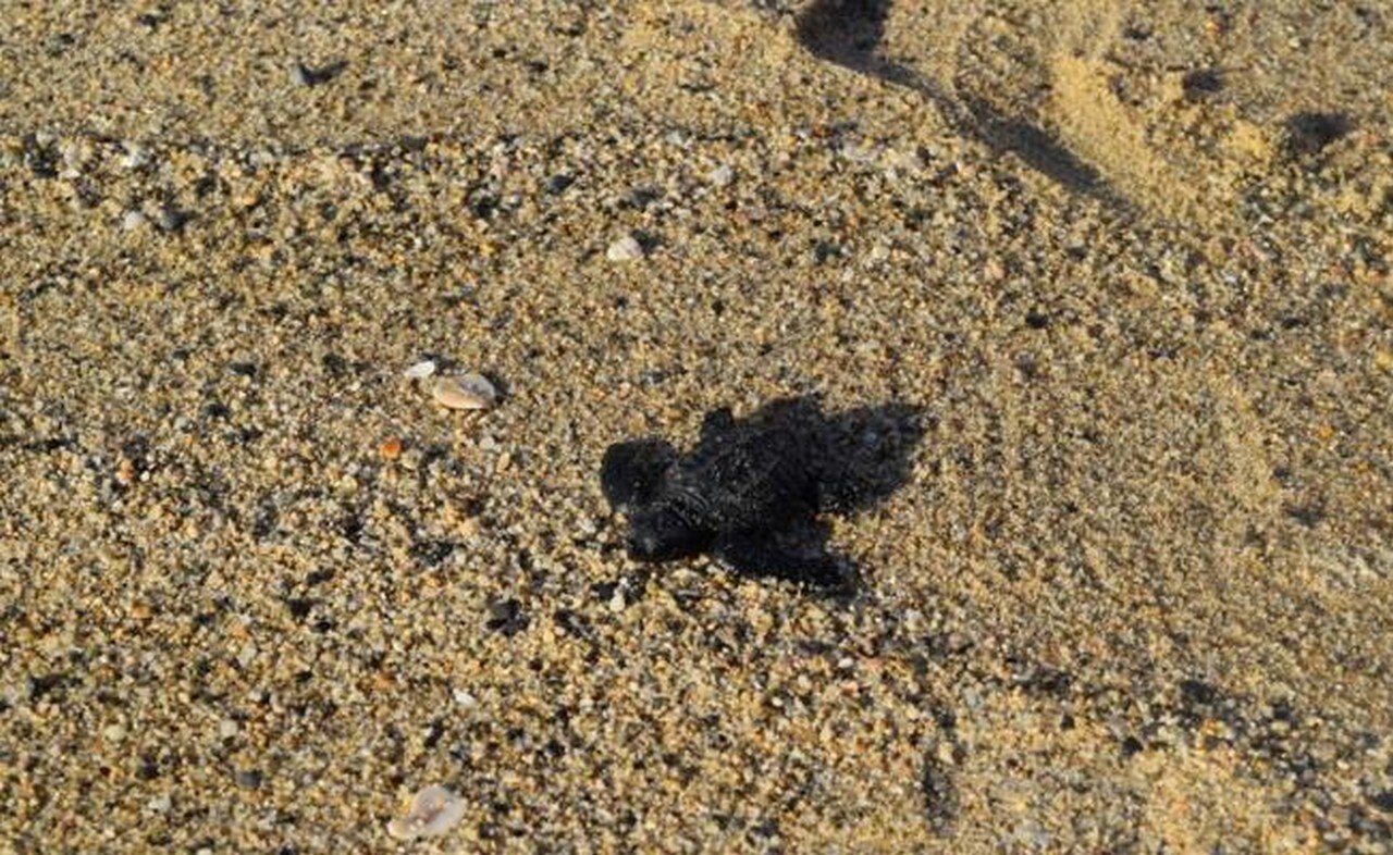 Liberan a 58 crías de tortuga golfina en Oaxaca