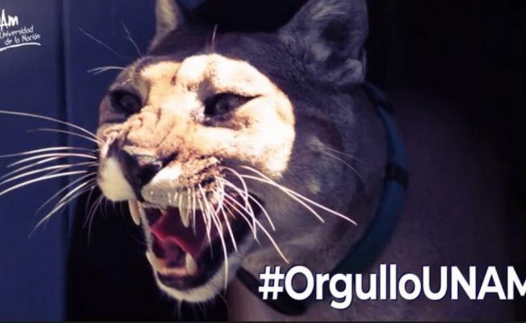 Fallece puma Miztli, emblema deportivo de la UNAM