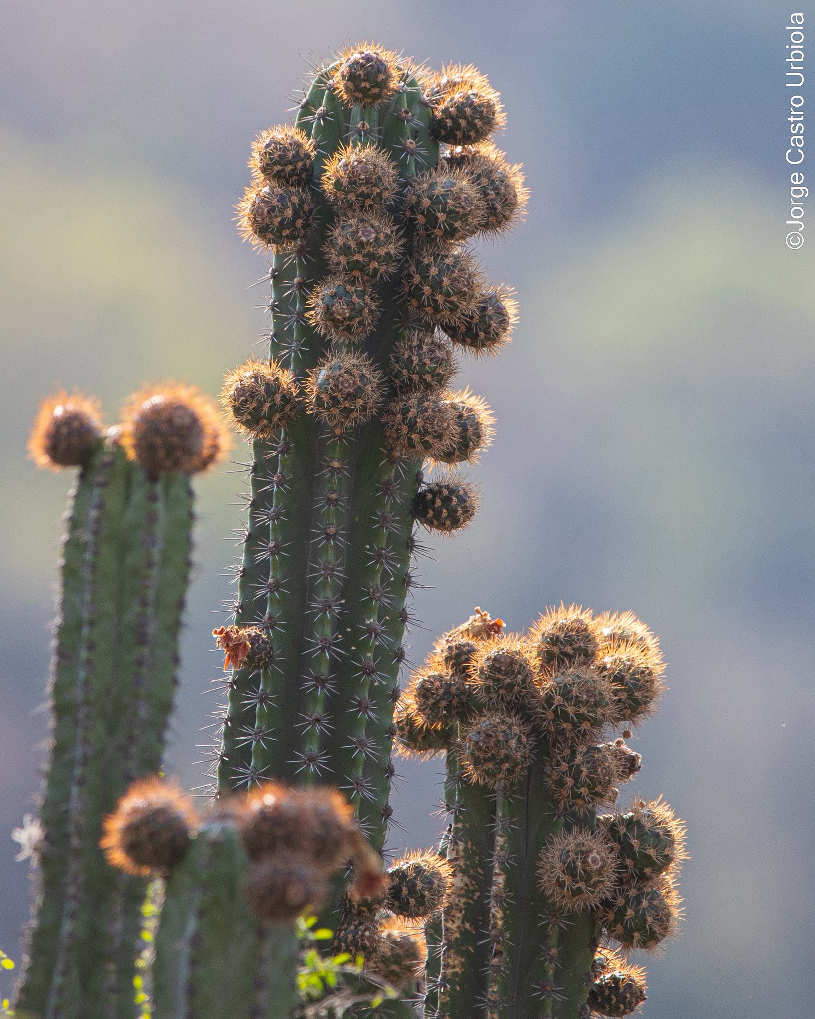 Vida entre espinas como parte de la biodiversidad potosina.