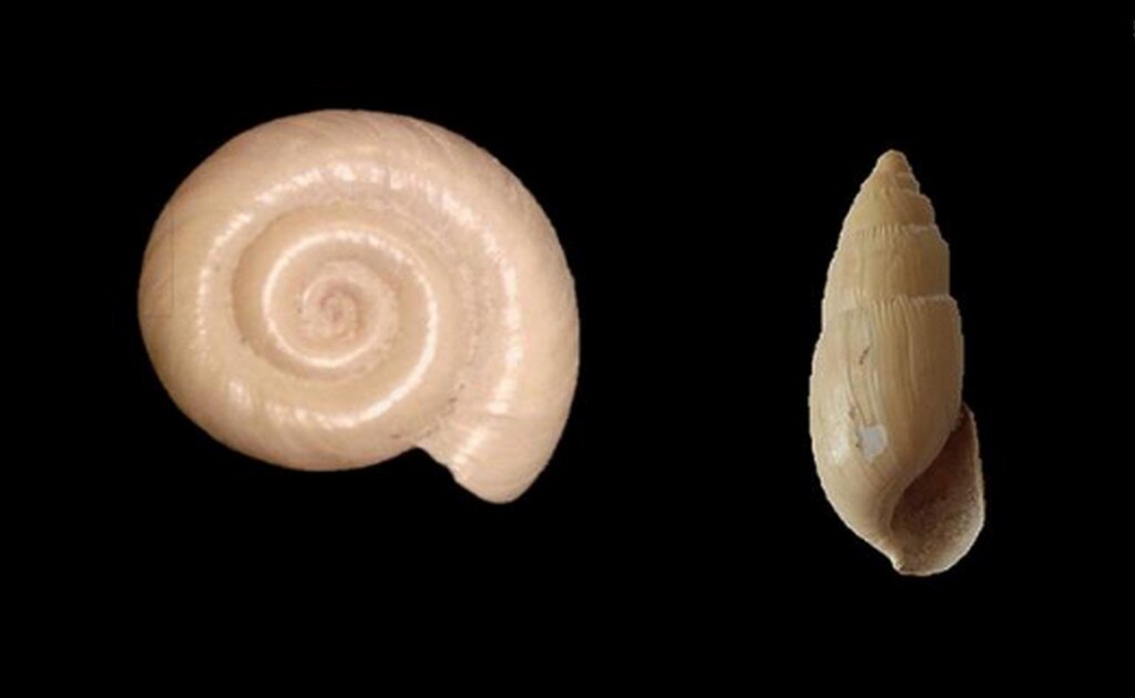 Descubren caracoles de agua dulce en región desértica de San Luis Potosí