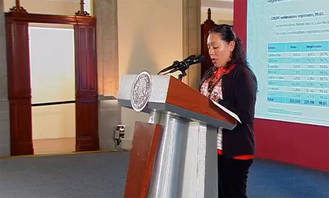 Sembrando Vida desplaza cultivo de enervantes en municipios del “triángulo dorado”: Bienestar