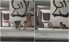 Vecinos de SLP se unen para buscar hogar  a perritos que se refugian en el antiguo sindicato de electricistas