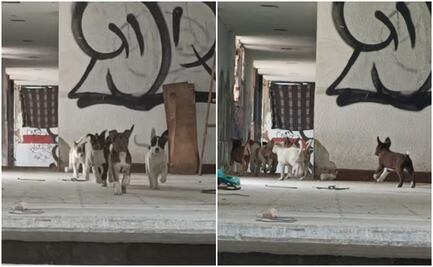 Vecinos de SLP se unen para buscar hogar  a perritos que se refugian en el antiguo sindicato de electricistas
