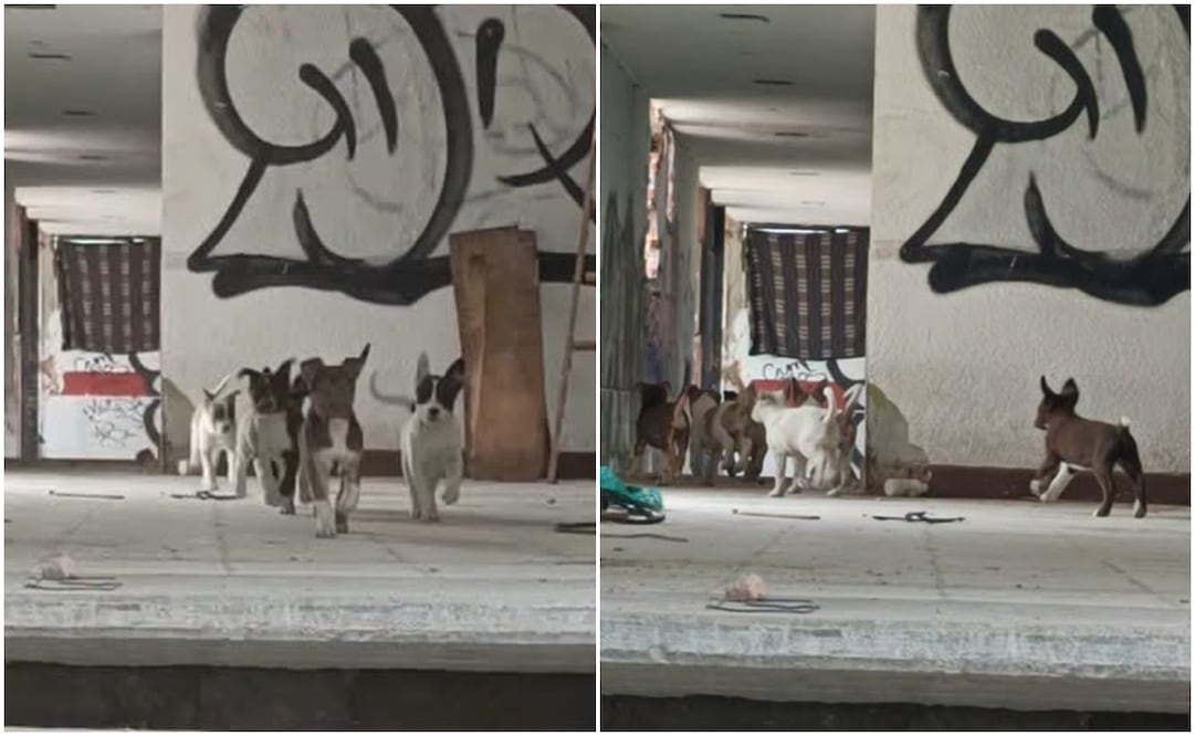 Buscan rescatar a los perritos del inmueble para darlos en adopción. Fotos: Redes sociales