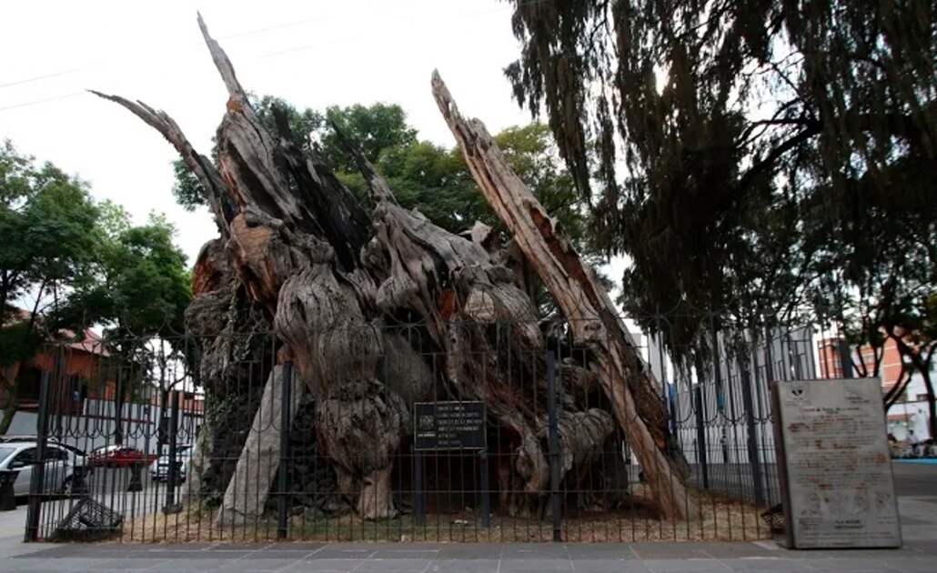 La leyenda del árbol de la Noche Triste a 40 años de su incendio