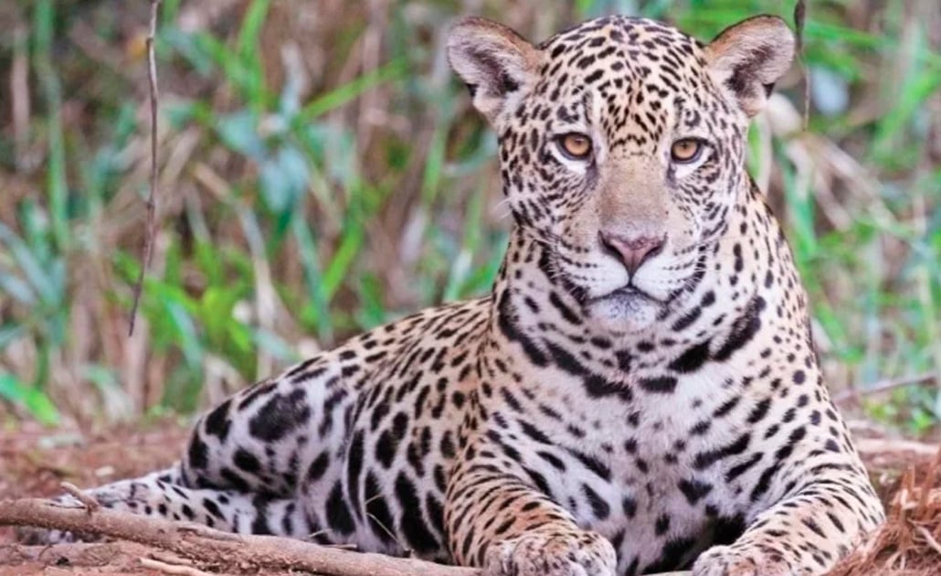 El jaguar, aún en riesgo de extinción en México