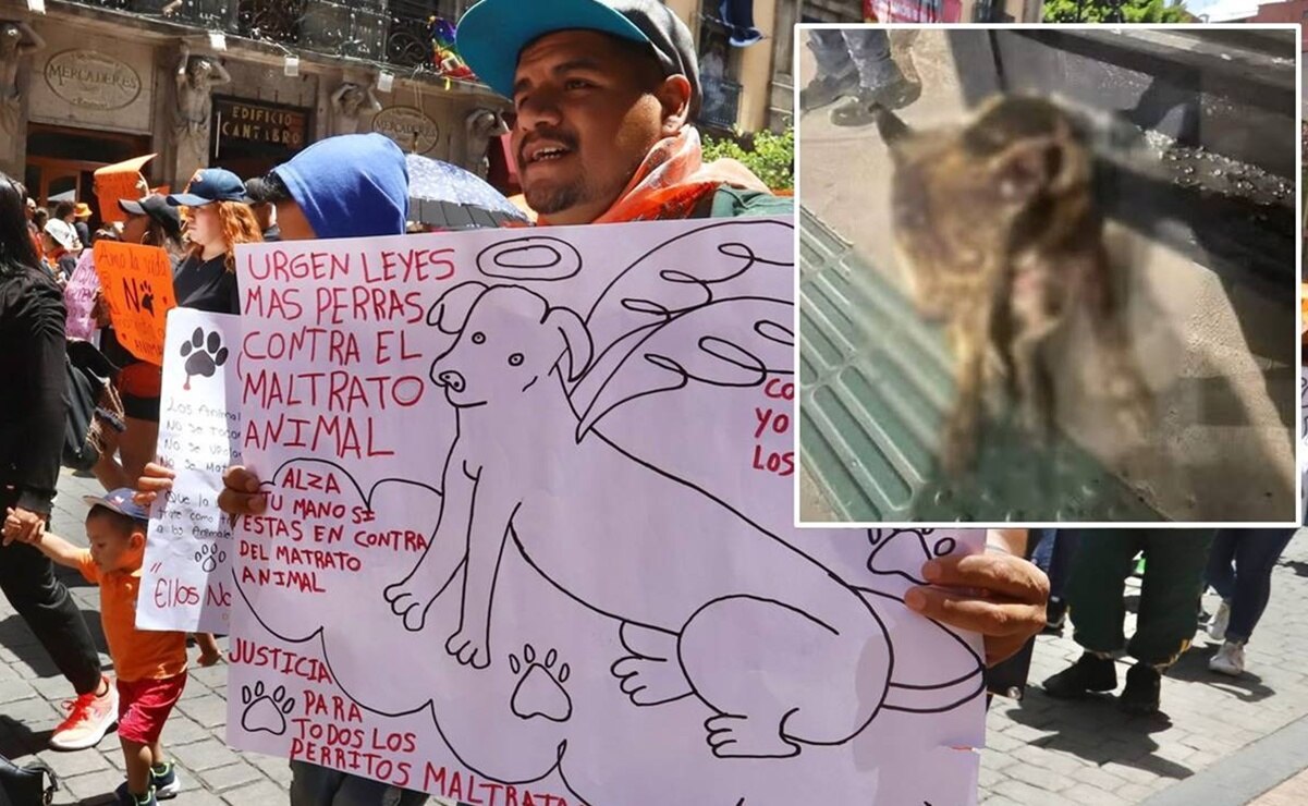 Liberan a uno de los agresores de perrita Hope, tras pagar sólo 2 mil 500 pesos y ofrecer croquetas en SLP