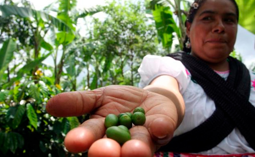 ¿Conoces las 16 cosas que sólo pueden producirse en México?