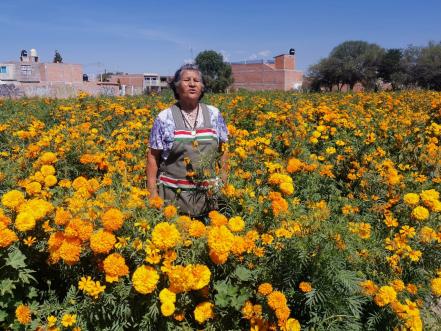 "Aunque sea poquito, pero sacamos algo", confía productora de cempasúchil en SLP