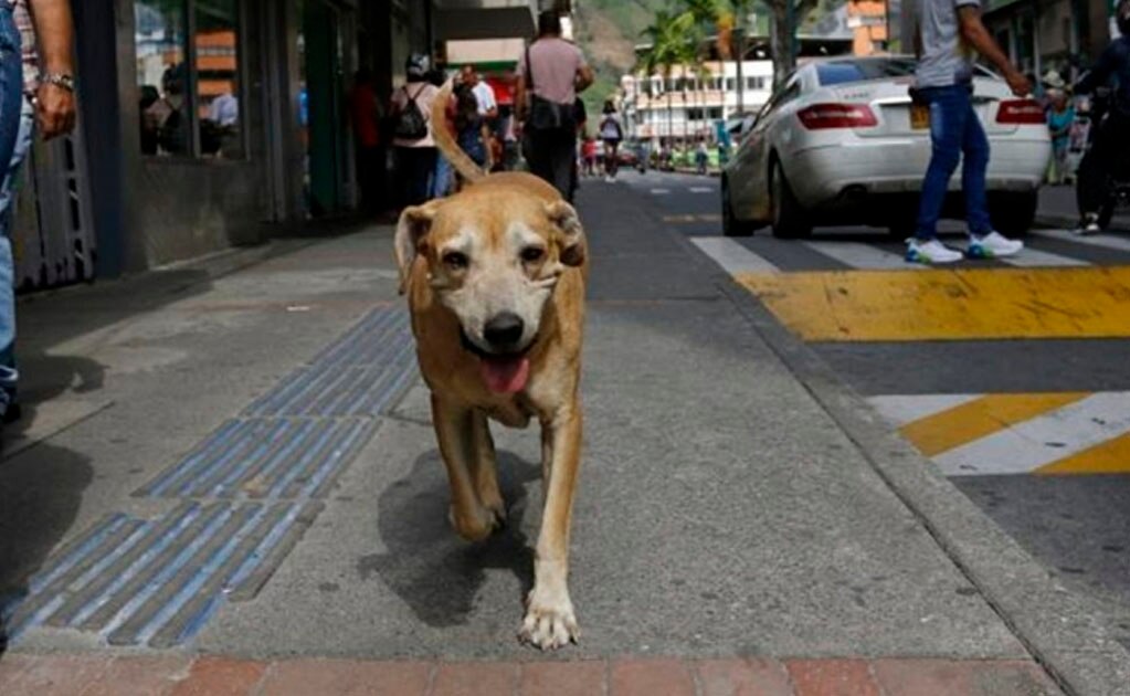 "Marcos" hace recordar la historia de Hachiko (Foto: John Jairo Bonilla/ EL TIEMPO / GDA)
