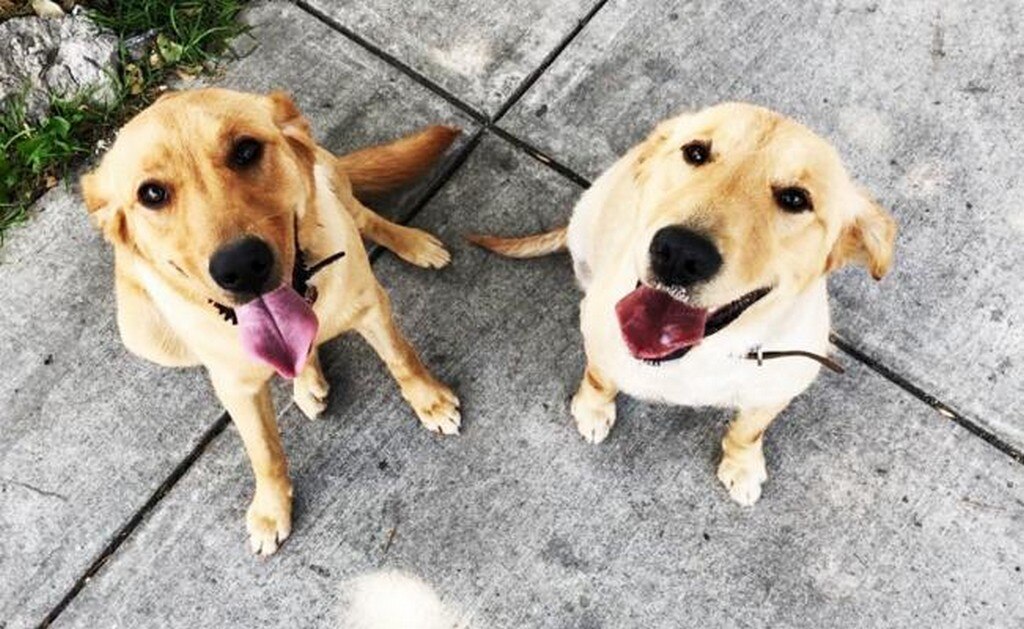  Protege a tu mascota de la pirotecnia con el método de Tellington