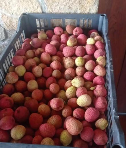 Litchi, el "oro rosa" que se cultiva en la Huasteca potosina 
