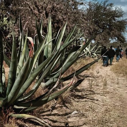 ¿Qué hacer en la Fiesta Nacional del Pulque en San Luis Potosí?