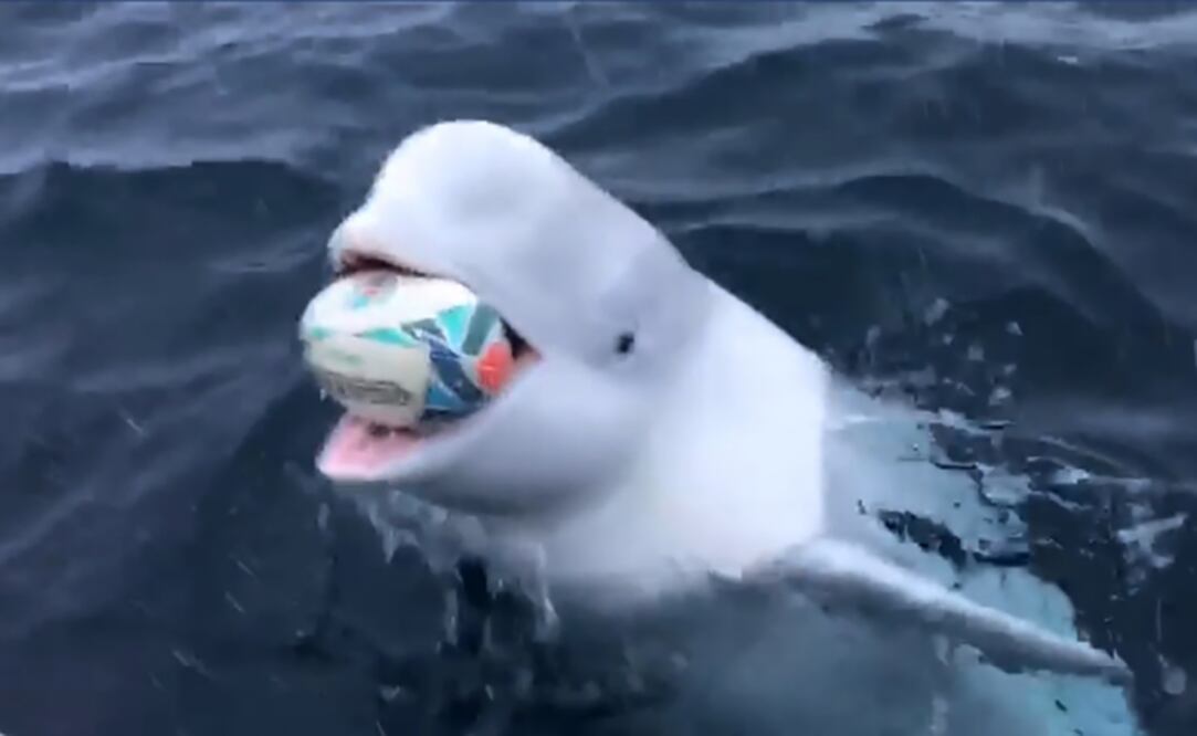 (VIDEO) Captan a una ballena beluga jugar rugby con un marinero