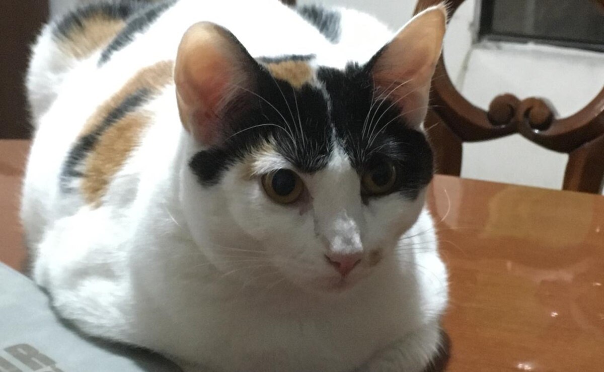 Registro de mascotas en SLP: Cómo acreditar que eres el dueño en caso de robo o extravío de tu lomito o gatito