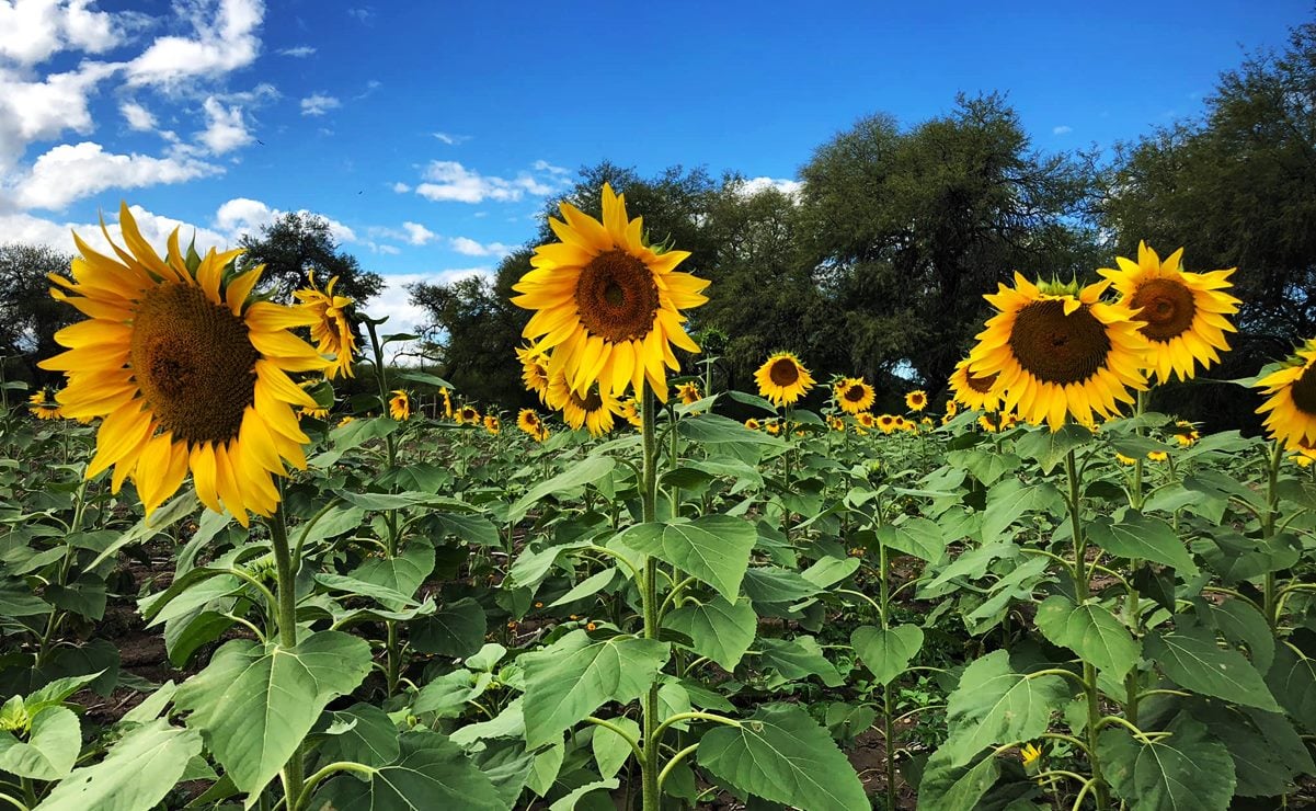Cortesía: Cerritos San Luis Potosí