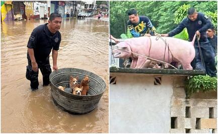 Animalitos también padecen las inundaciones en la Huasteca potosina: buscan refugio y alimento tras el desastre