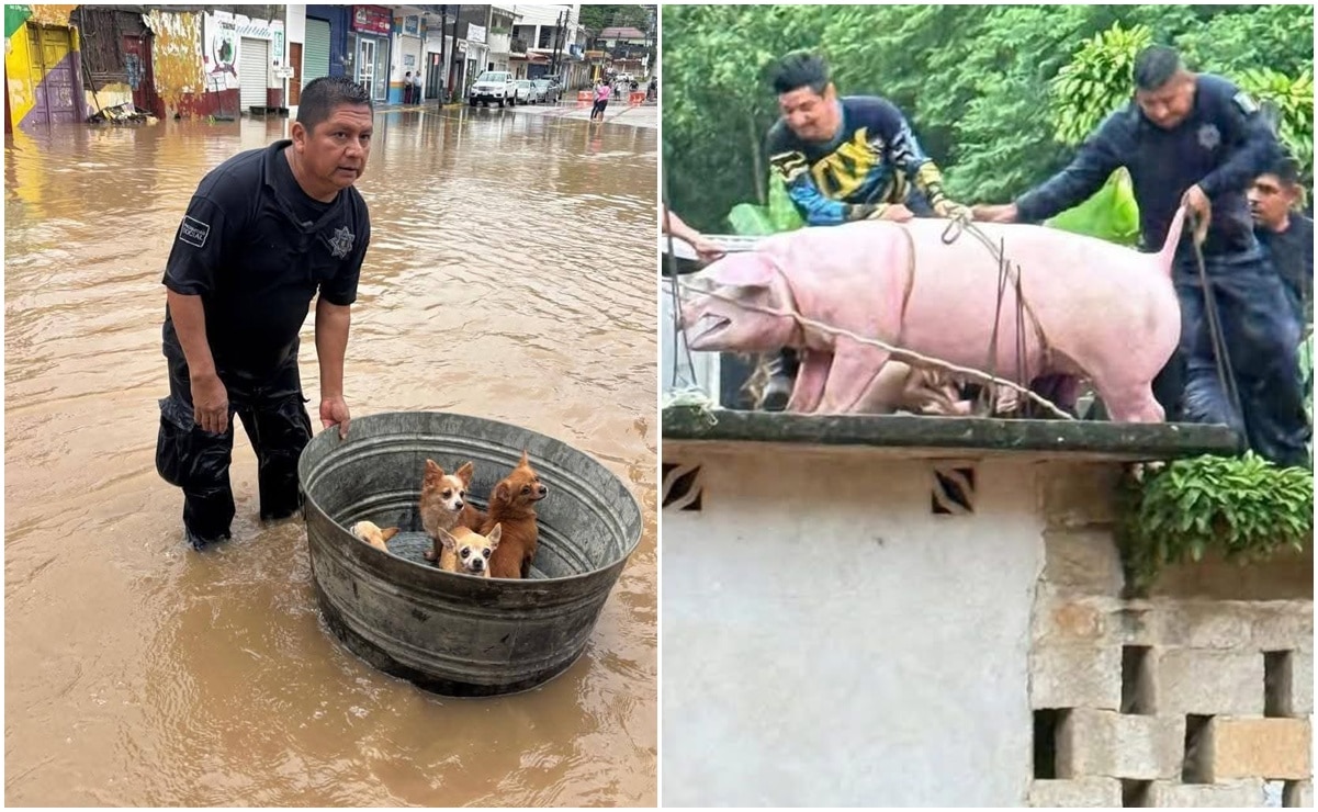 Animales en riesgo en las inundaciones de la Huasteca potosina. Fotos: Especiales