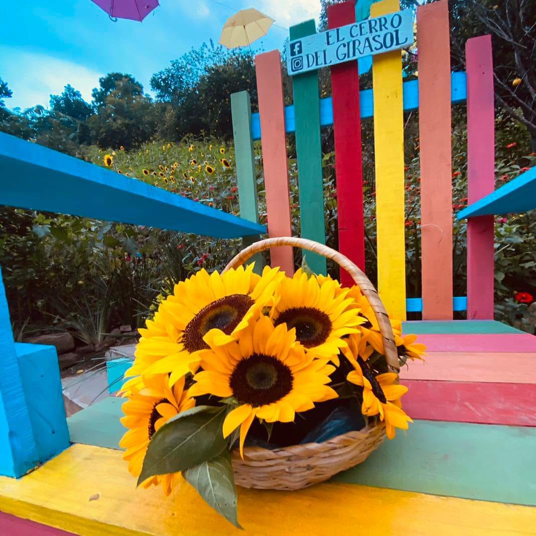 Conoce el Cerro del Girasol en SLP