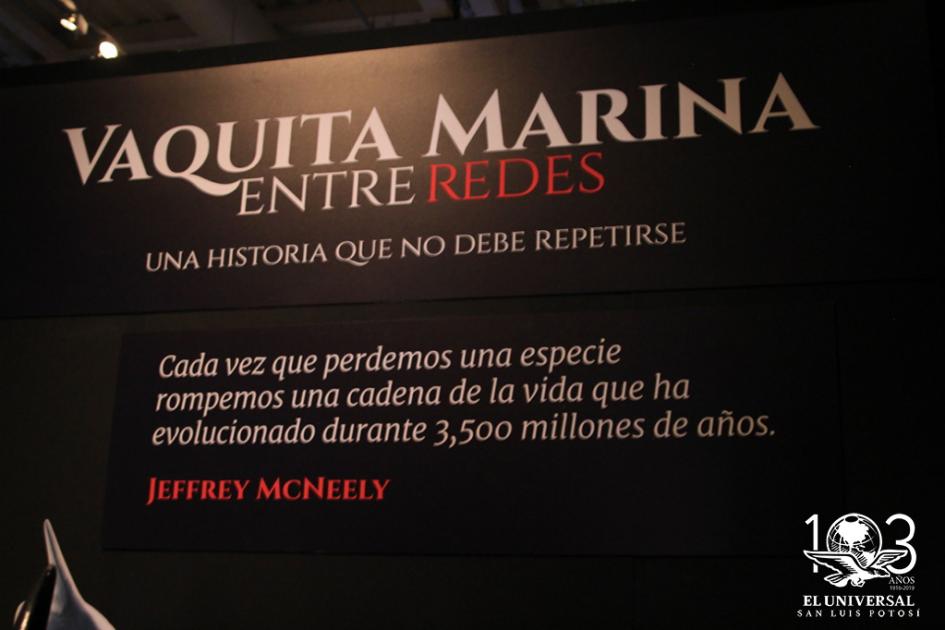 Exposición de la vaquita marina, lista para ser apreciada en el Museo Laberinto