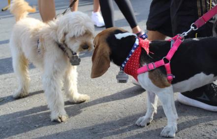 Más de 450 personas participaron en “Perrotón 2019”