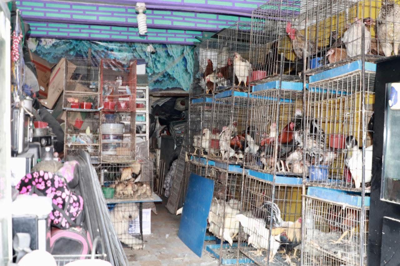 Se hallaron 164 aves en jaulas apiladas. Foto: Especial