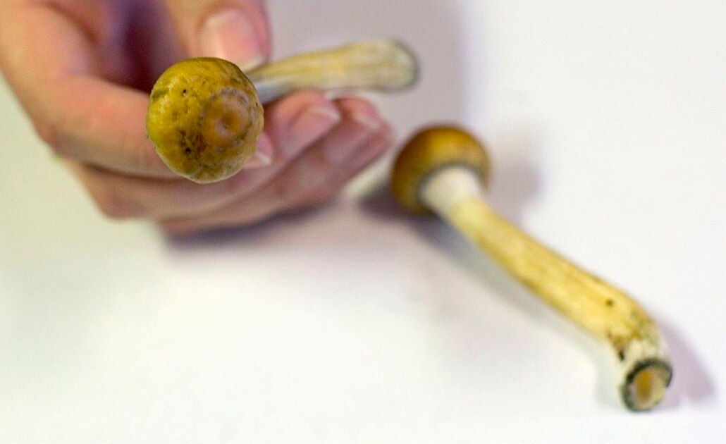 Denver, primera ciudad de Estados Unidos en decir "sí" a los hongos alucinógenos