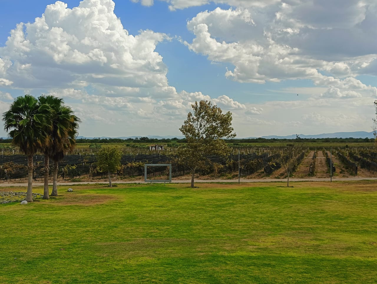 El clima del Atliplano permite producir de los mejores vinos del mundo