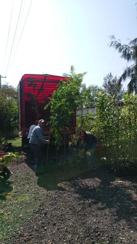 “Pulmones urbanos”, plantarán 450 árboles en la capital de San Luis Potosí 