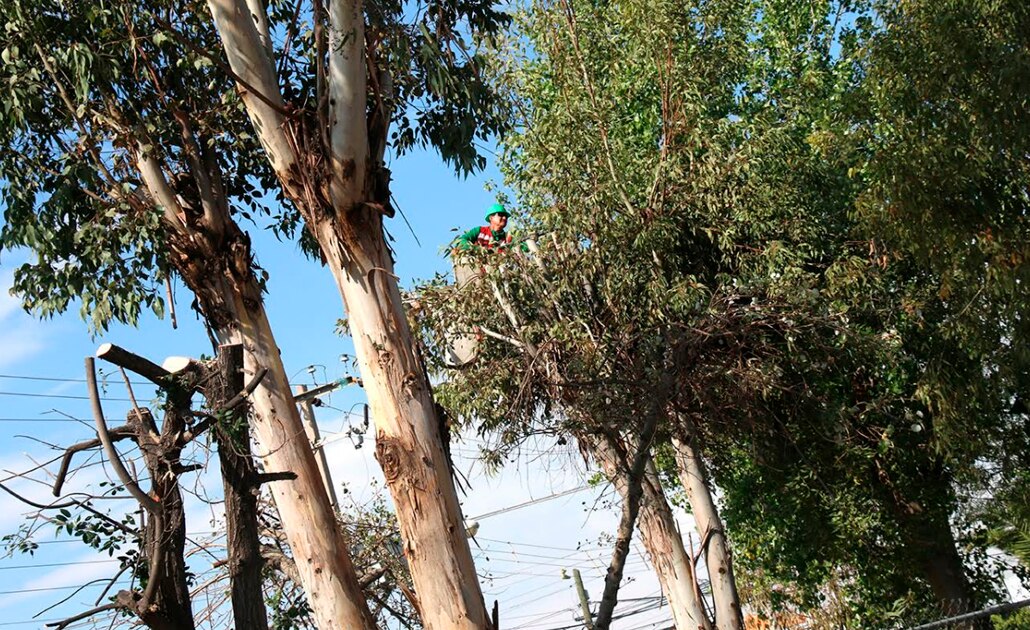 Intensifica gobierno capitalino poda de árboles para evitar riesgos